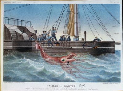 The Giant Squid Caught by the Alecton off the Coast of Tenerife, 30th November 1861, engraved by Leblanc & Picart by E. Rodolphe